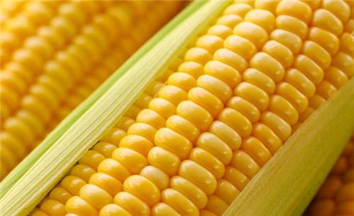 中脉小贴士：常吃玉米有六大神奇功效