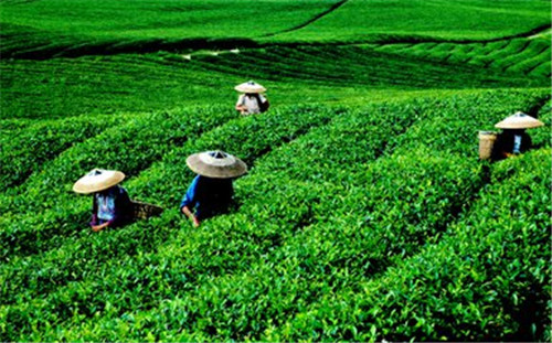 中国已成全球最大产茶国 产量占世界四成