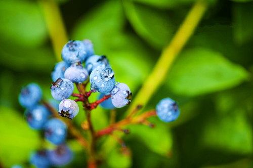 生态蓝莓成就云尚“金名片”