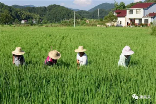 康美来余春富视察云湶谷长岭农场