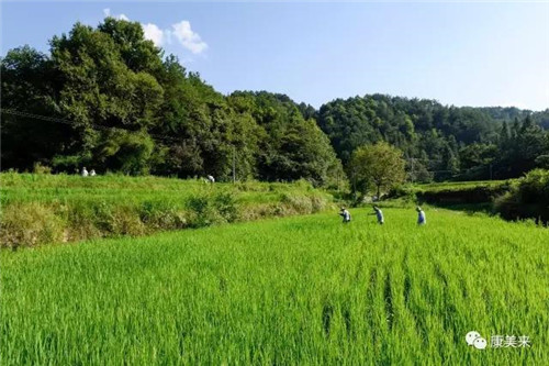 康美来余春富视察云湶谷长岭农场