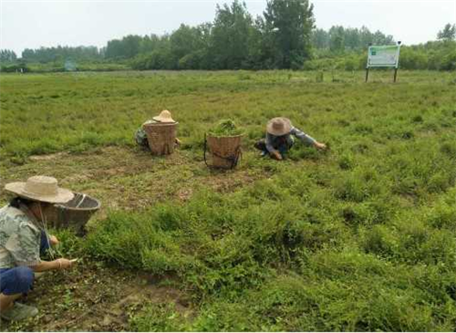 抓源头提质量，权健药材基地建设如火如荼