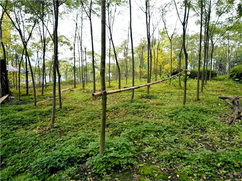 抓源头提质量，权健药材基地建设如火如荼