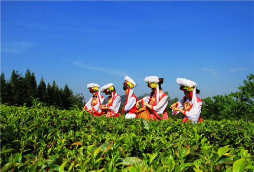 理想科技焦家良委员提案：云南千亿茶产业发展的建议