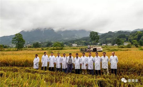 康美来云湶谷农场开始收割有机香稻