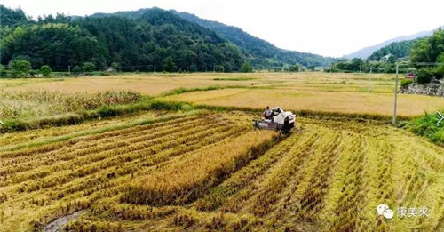康美来云湶谷农场开始收割有机香稻