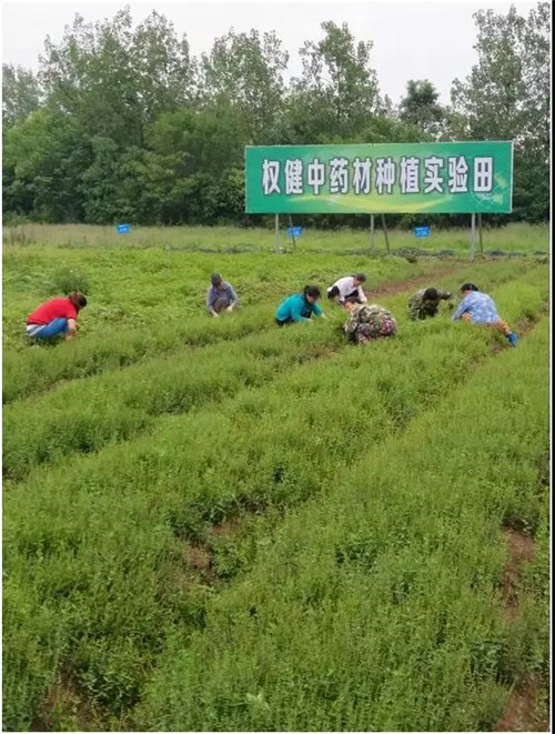 权健引领中药发酵技术，筑梦健康未来