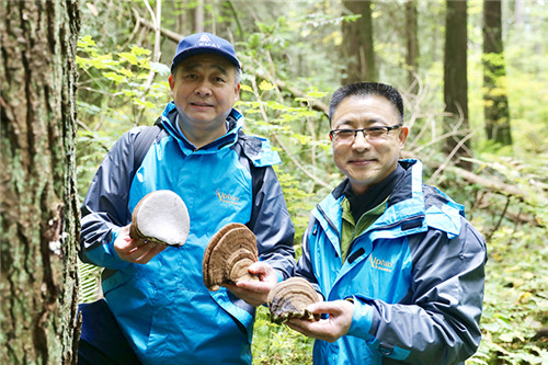 安惠董事长陈惠陪同加拿大健康科学院院士王玉琢教授考察野生菌物资源