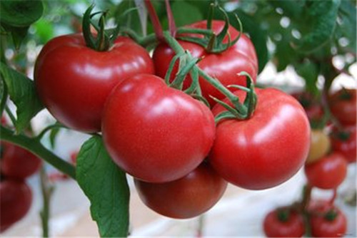 中脉小贴士：番茄越红越熟越防癌！