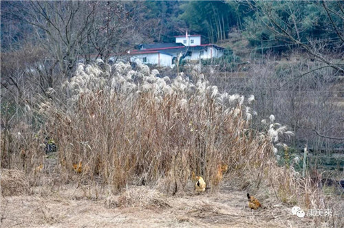 康美来余春富董事长视察云湶谷土鸡场