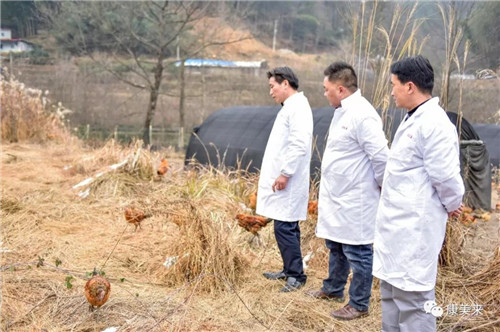 康美来余春富董事长视察云湶谷土鸡场