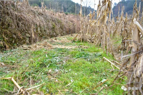 康美来余春富董事长视察云湶谷土鸡场