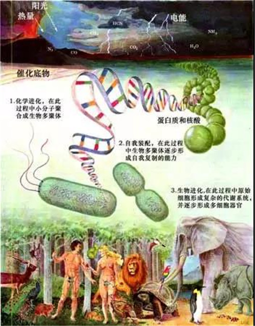 养护生命之核——双迪®核诺胶囊