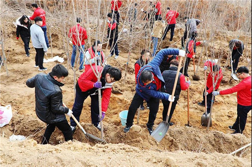 安然集团总部、山东分公司公益植树活动盎然开启