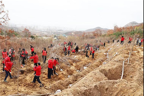 安然集团总部、<strong>家居用品地毯 很耀眼</strong>山东分公司公益植树活动盎然开启