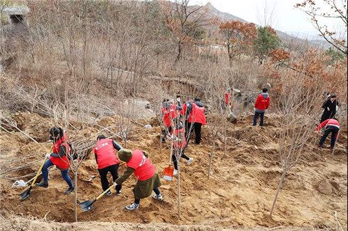 安然集团总部、山东分公司公益植树活动盎然开启