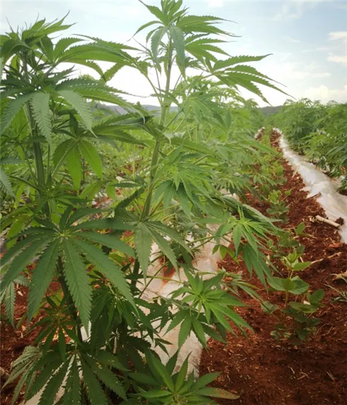 康恩贝2.4万亩工业大麻种植顺利完成