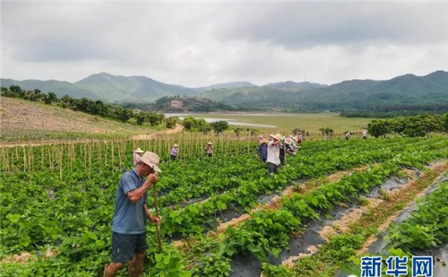 康美药业中药材种植扶贫获评“广东省脱贫攻坚突出贡献集体”