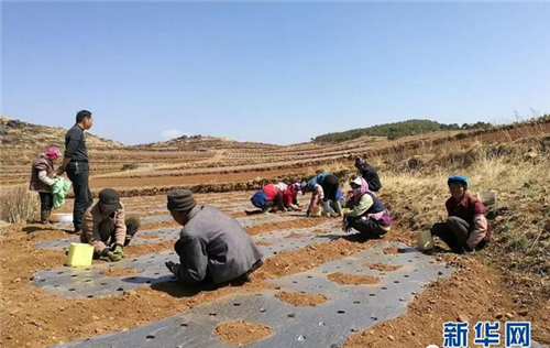 康美药业中药材种植扶贫获评“广东省脱贫攻坚突出贡献集体”