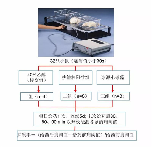 冰源小球藻问题皮肤终结者——冰源小球藻净化因子