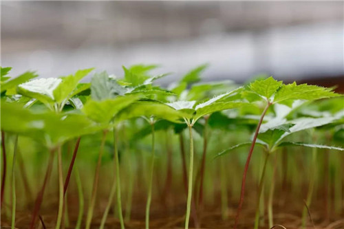 理想聚焦“茶叶+三七+大麻”三棵植物，打造绿色食品牌，共建理想生活
