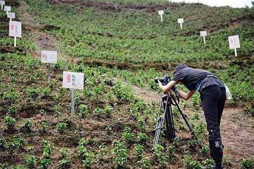 从管理模式看 无限极中草药种植究竟深藏着哪些细节