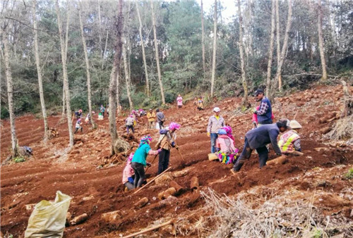 康美药业楚雄中药材种植基地春耕忙 助农脱贫增收