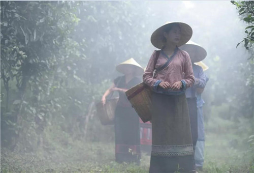 理想科技：世界直销百强企业助力推动云南茶叶国际化市场