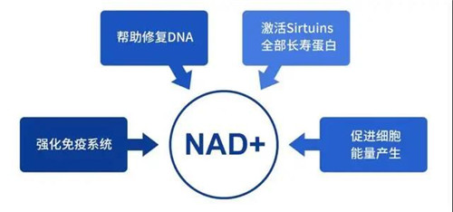 “长寿药”NMN迎来致命打击，国家局启动严查