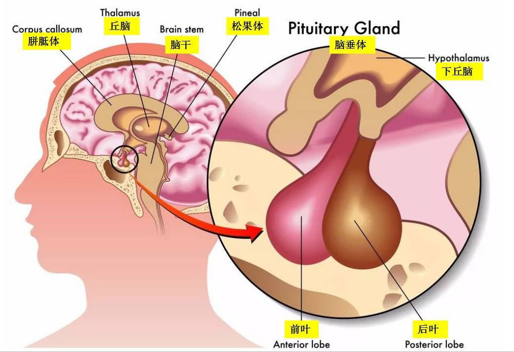 直销人博客 >> 正文   hgh是一种由人的脑垂体前叶腺分泌的蛋白类